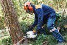 Hassall Grovetree-cutting-services-21.jpg; ?>